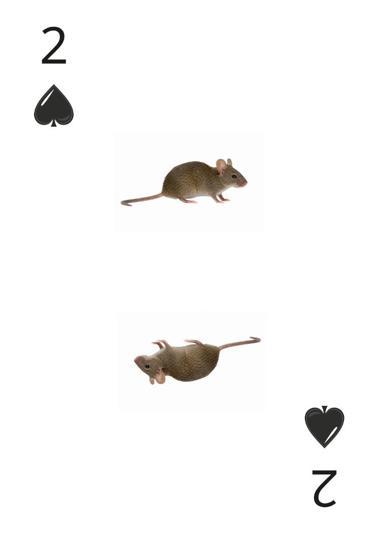Carte Animaux Sauvages 02