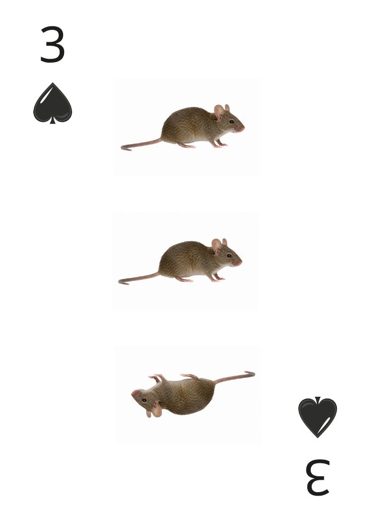 Carte Animaux Sauvages 03