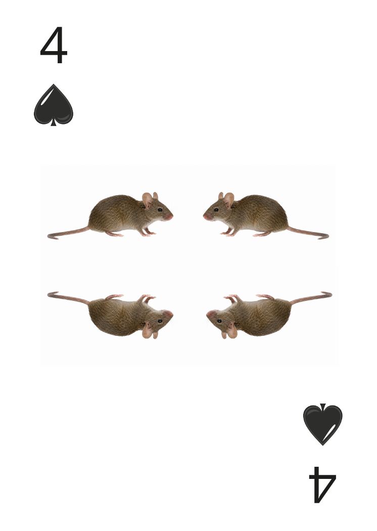 Carte Animaux Sauvages 04