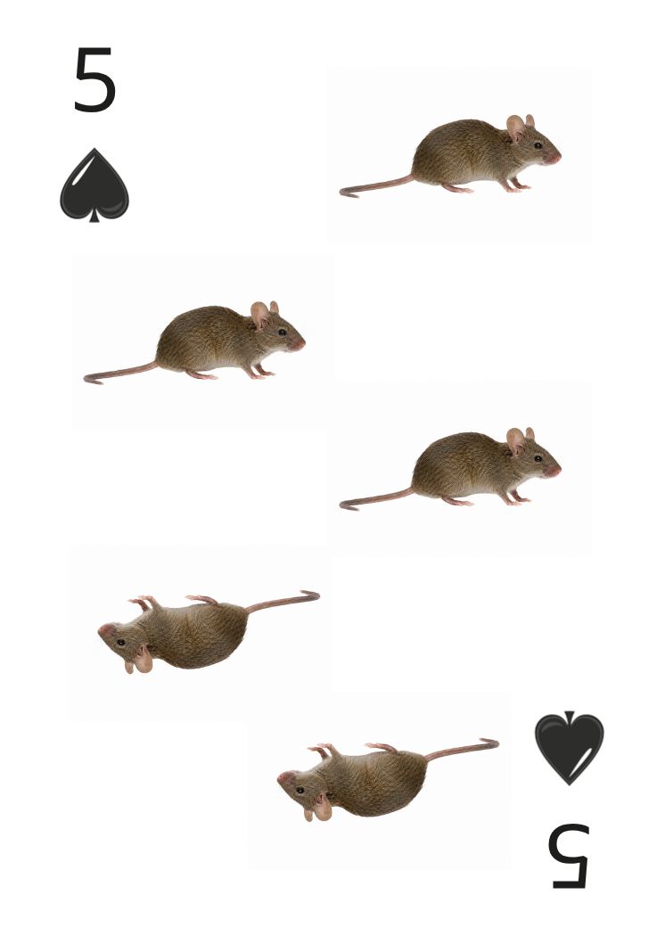 Carte Animaux Sauvages 05