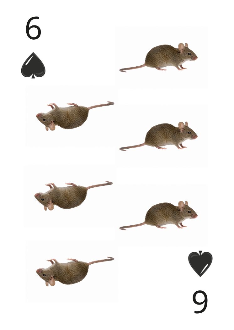 Carte Animaux Sauvages 06