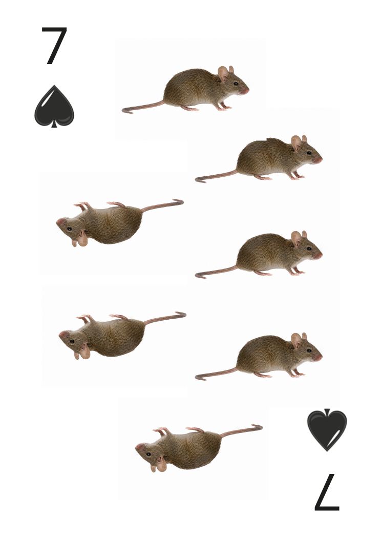 Carte Animaux Sauvages 07