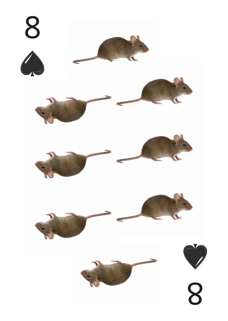 Carte Animaux Sauvages 08