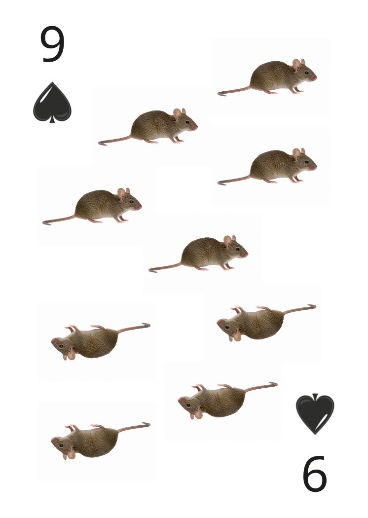 Carte Animaux Sauvages 09