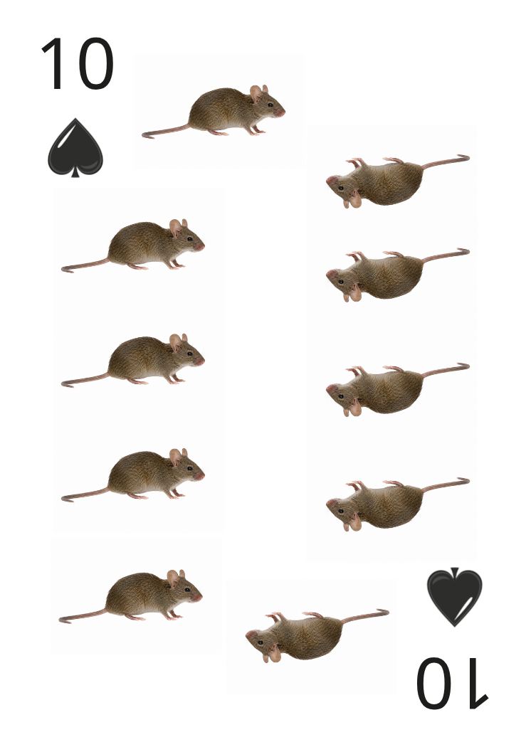 Carte Animaux Sauvages 10