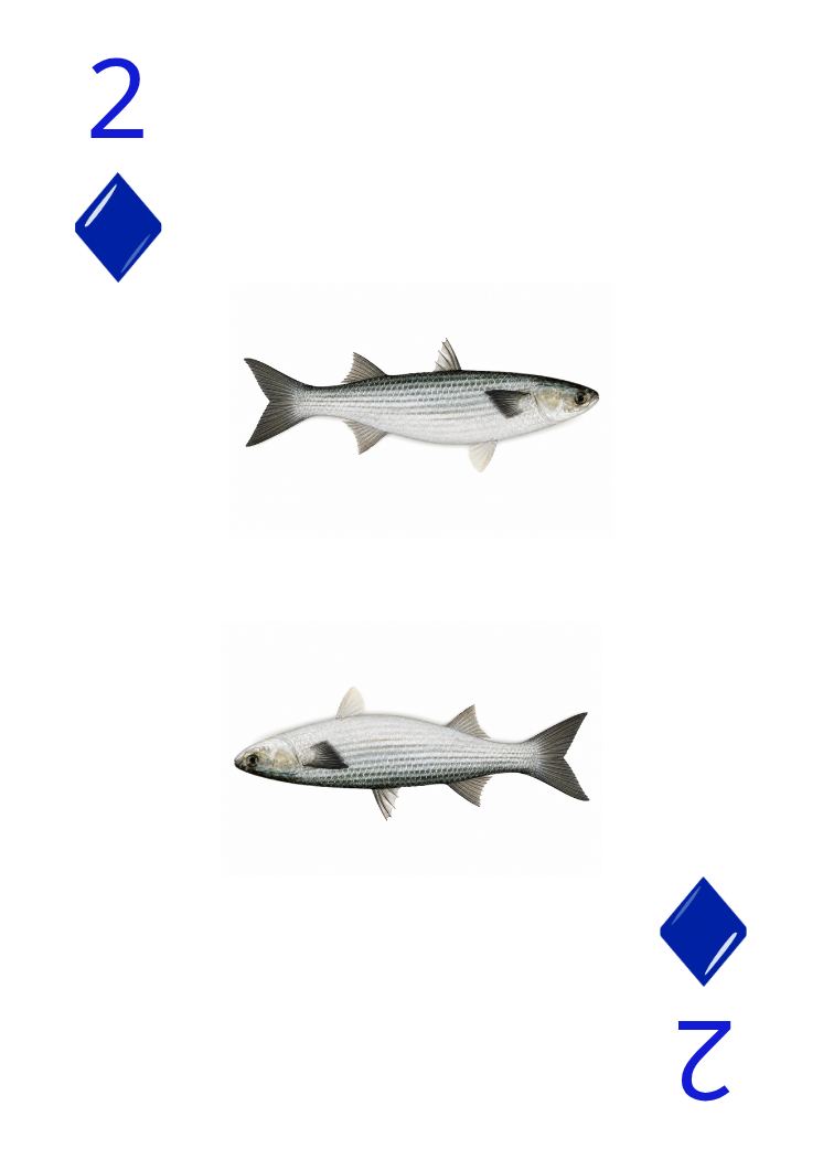 Carte Animaux Sauvages 15