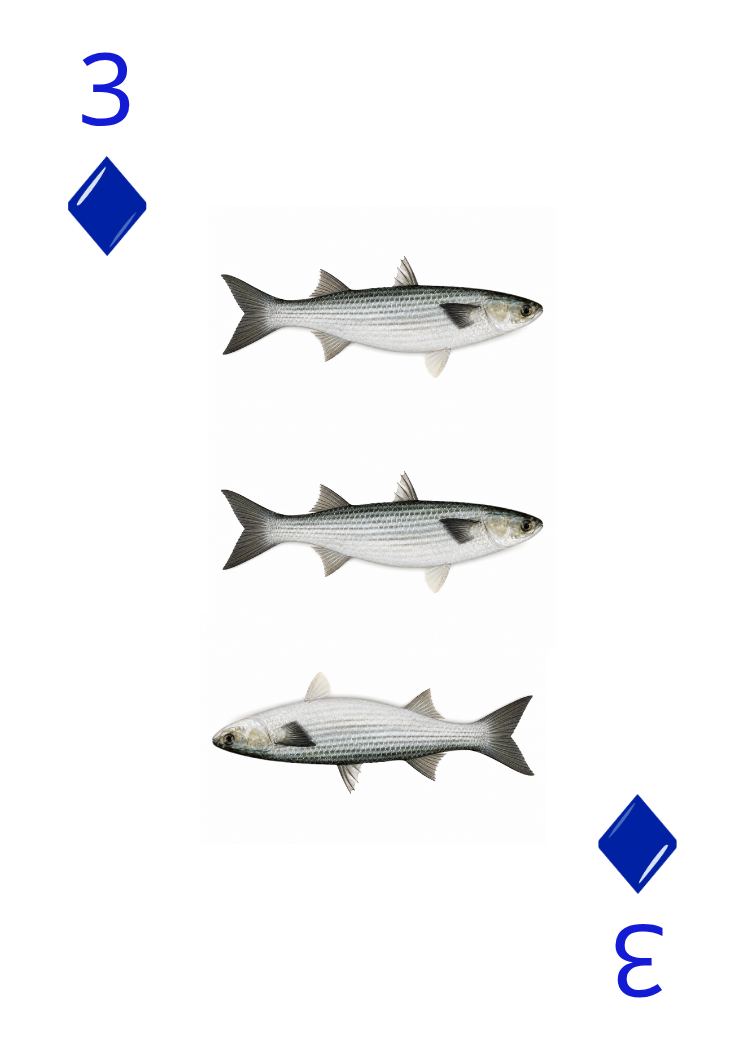 Carte Animaux Sauvages 16
