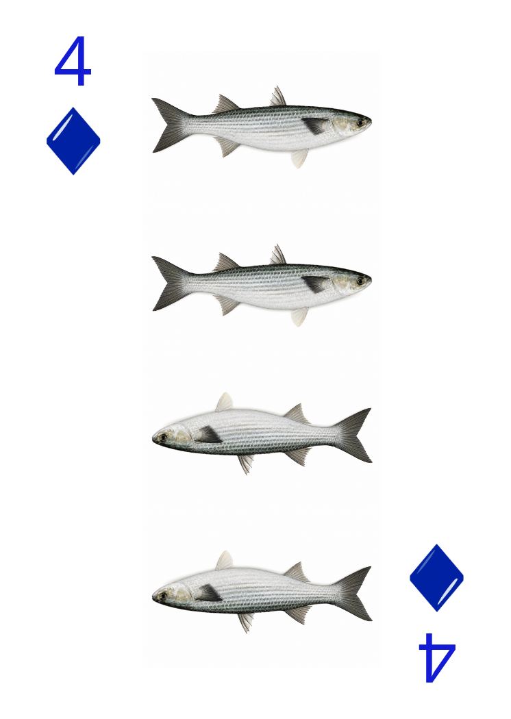 Carte Animaux Sauvages 17