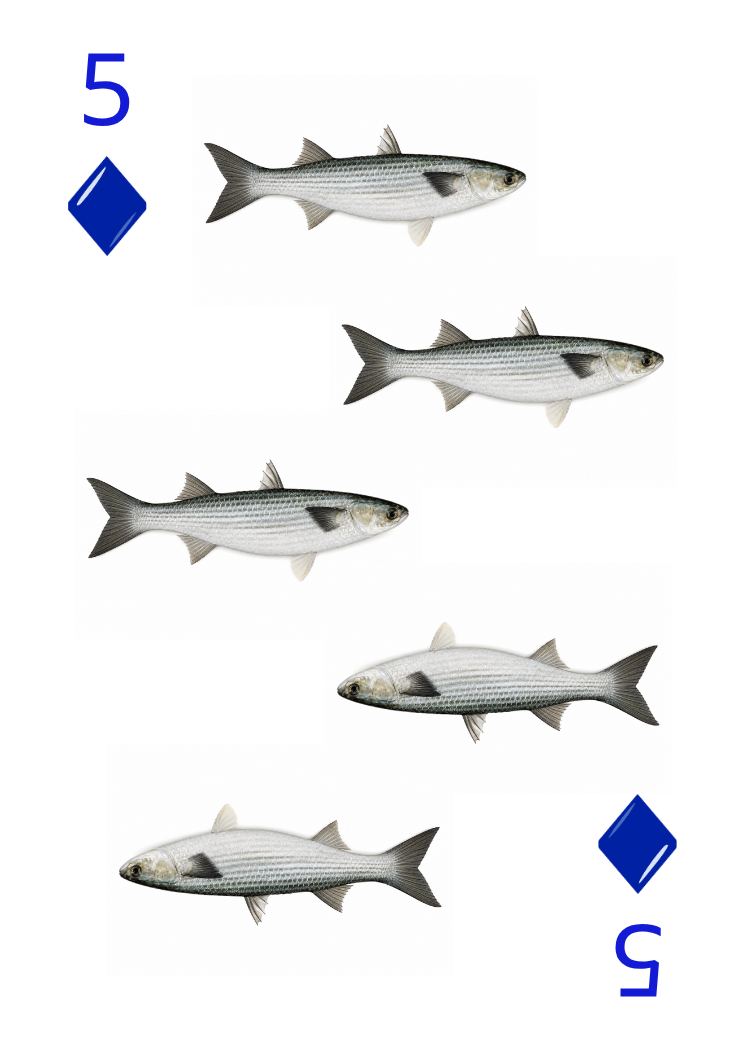 Carte Animaux Sauvages 18
