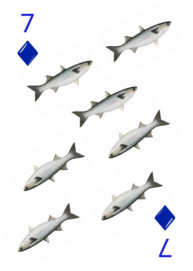 Carte Animaux Sauvages 20