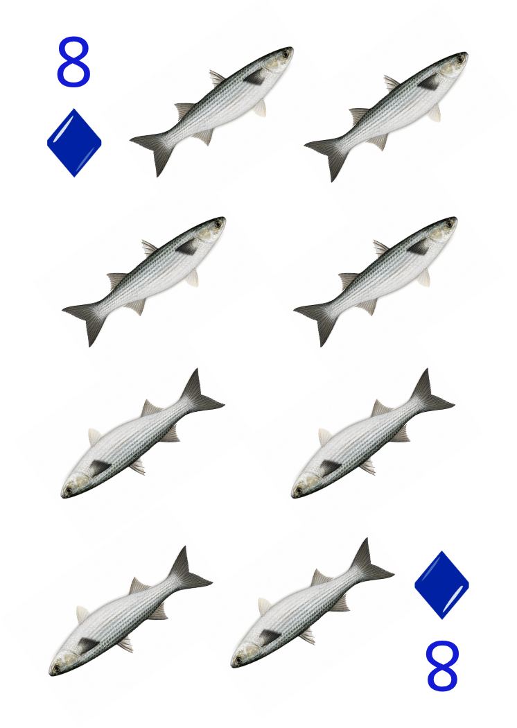 Carte Animaux Sauvages 21
