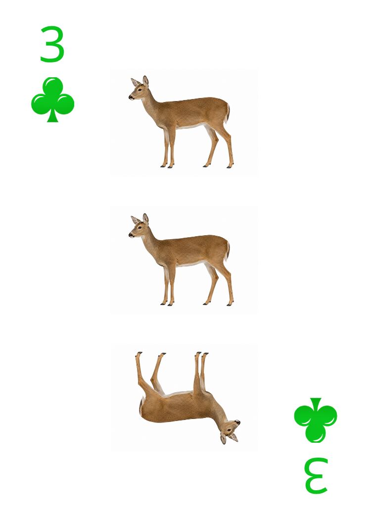 Carte Animaux Sauvages 29