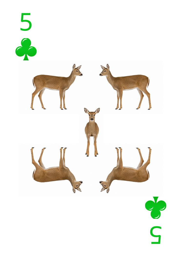 Carte Animaux Sauvages 31
