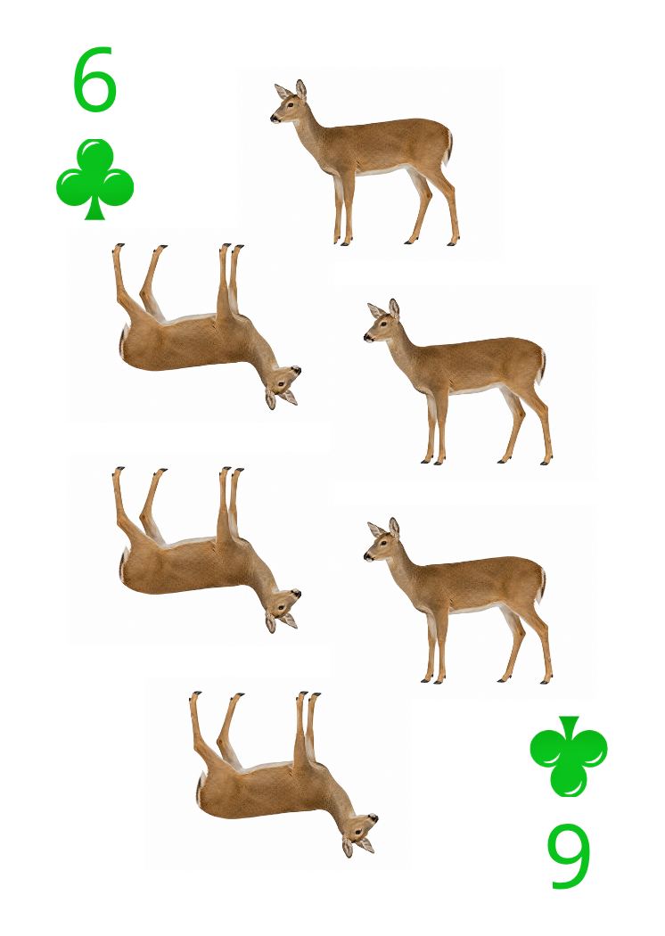 Carte Animaux Sauvages 32