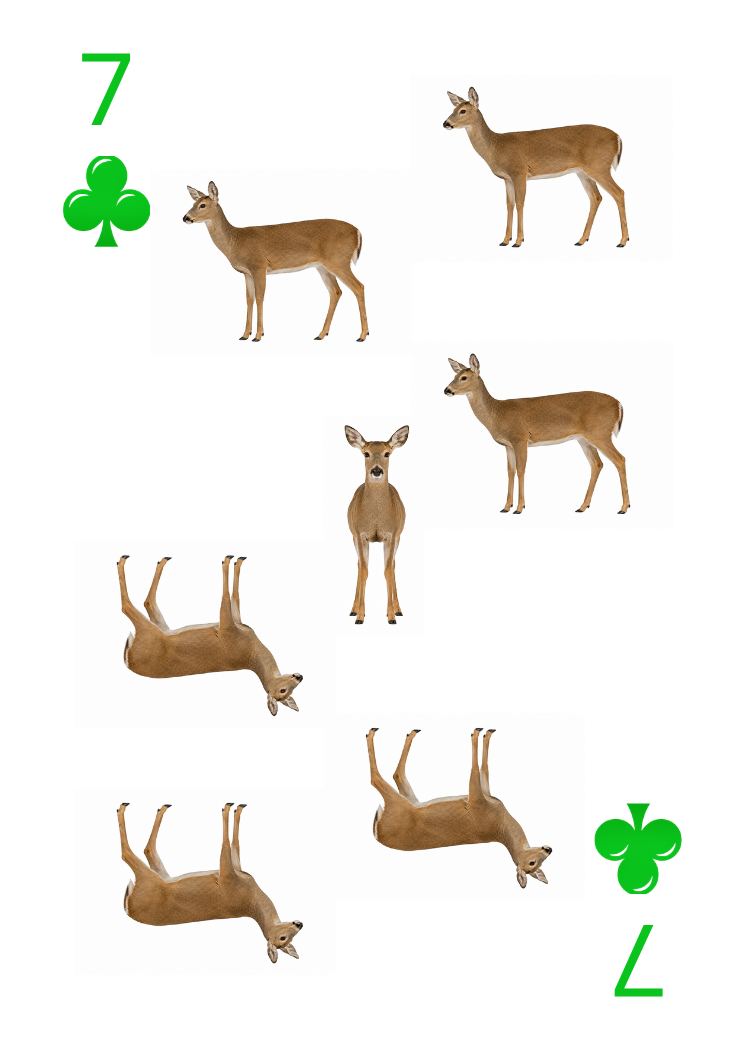 Carte Animaux Sauvages 33