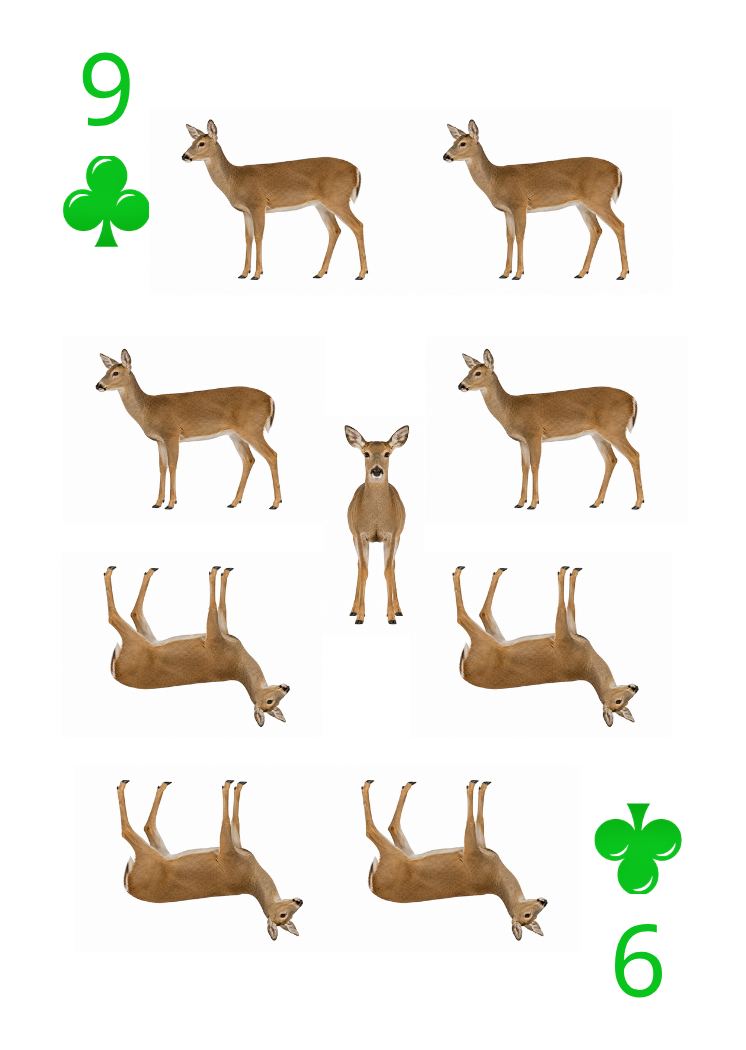 Carte Animaux Sauvages 35