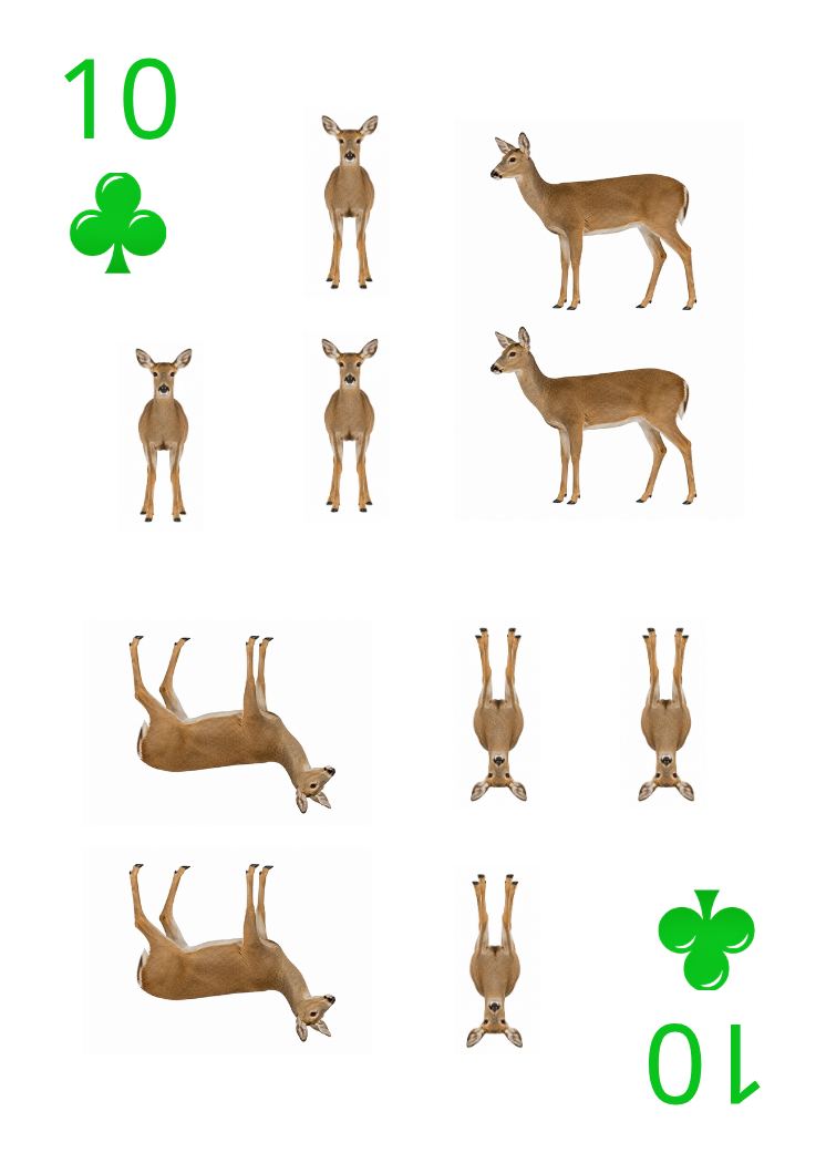 Carte Animaux Sauvages 36