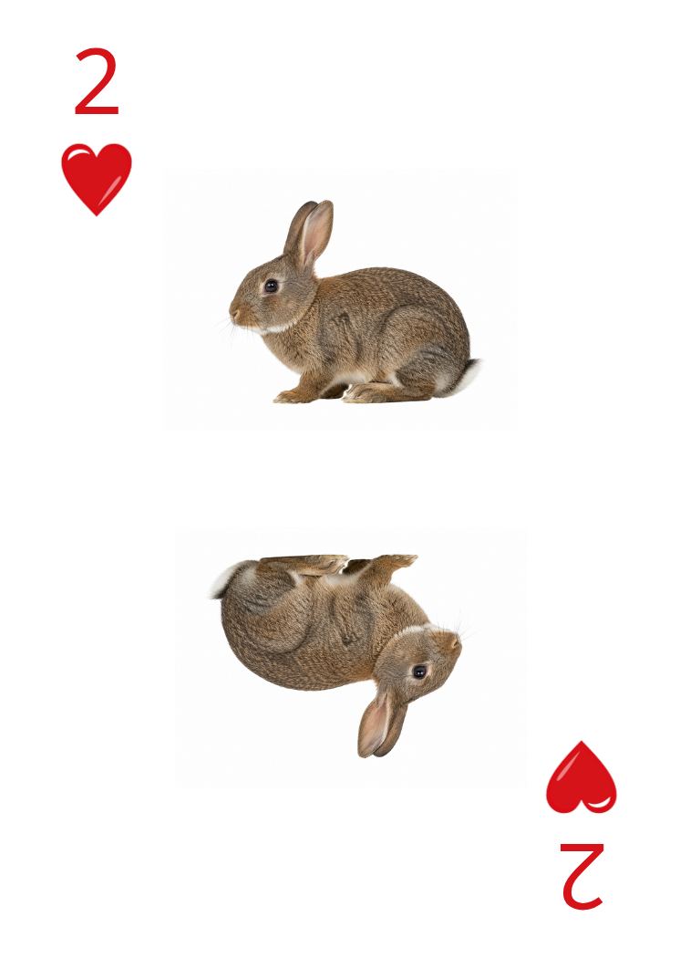 Carte Animaux Sauvages 41