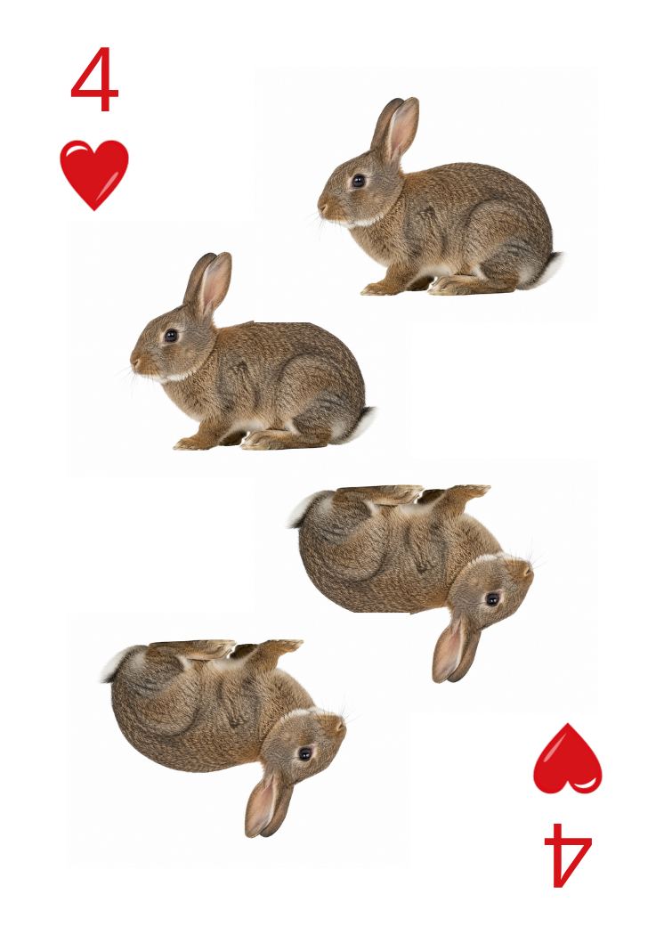 Carte Animaux Sauvages 43