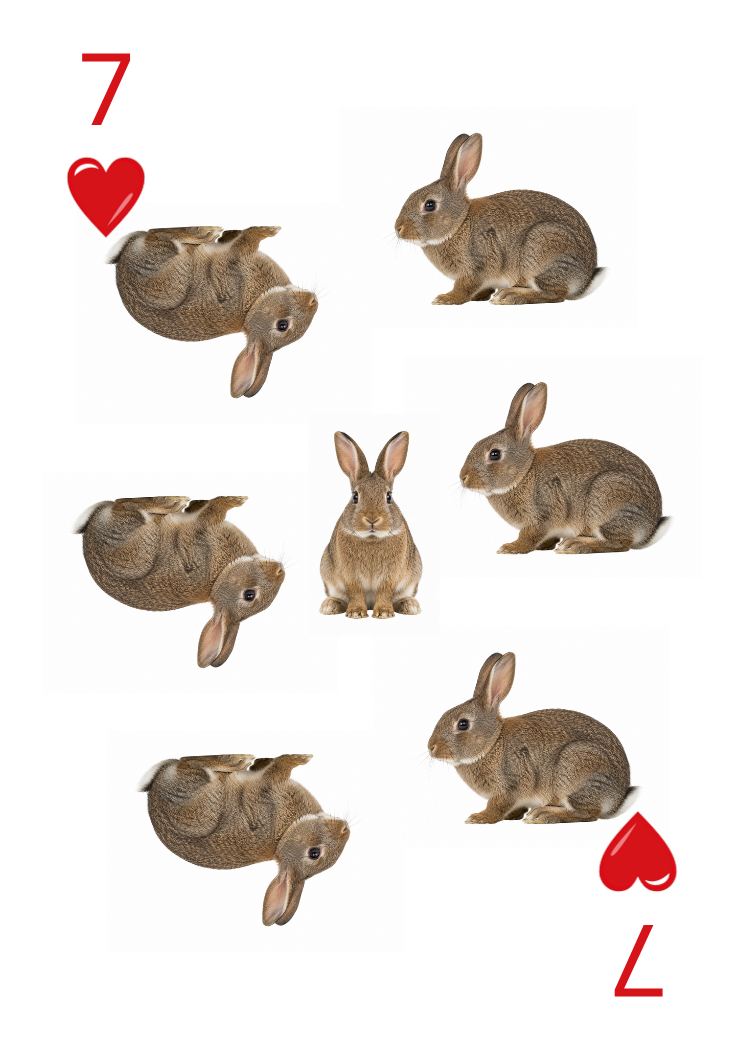 Carte Animaux Sauvages 46