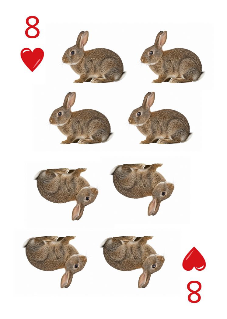 Carte Animaux Sauvages 47